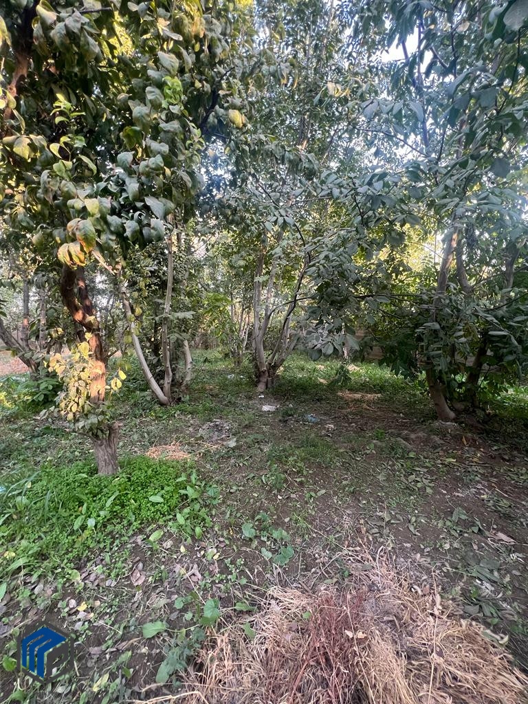 سهیلیه روستای اغچه حصار ۱۰۰۰متر باغچه - تصویر 4