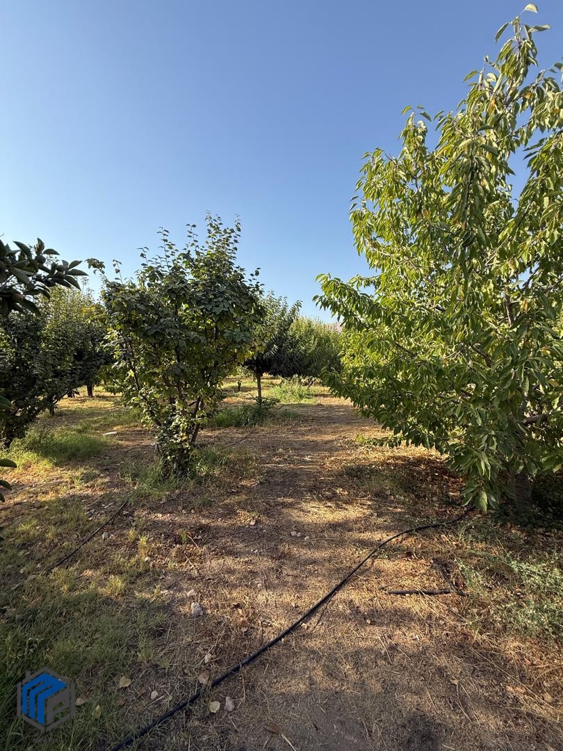 2500 متر باغ - تصویر 3