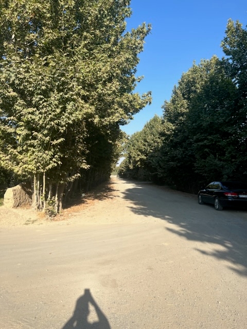 تهراندشت باغ گلابی صادراتی (کاسبی)